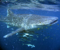 My first encounter with a whaleshark .... AWESOME!  Coral Bay - Western Australia 
